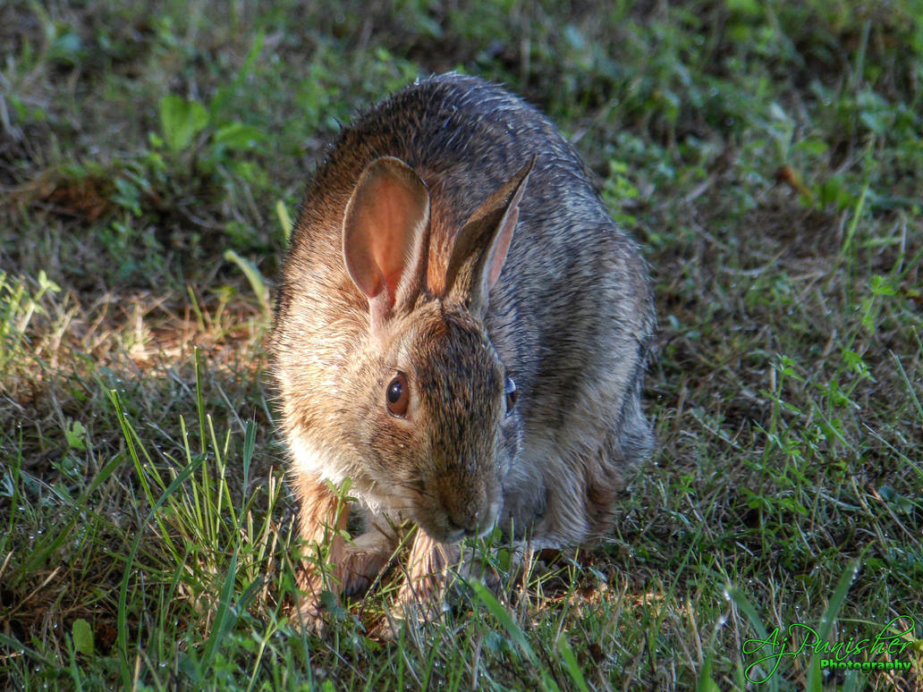 Wabbit - 100 3722 by Ajpunisher on DeviantArt