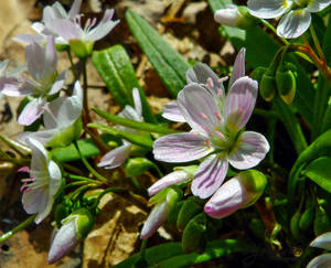 Spring Wildflowers - 106 2964