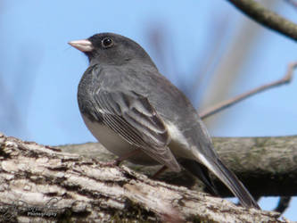 Dark-eyed Junco - 106 2871