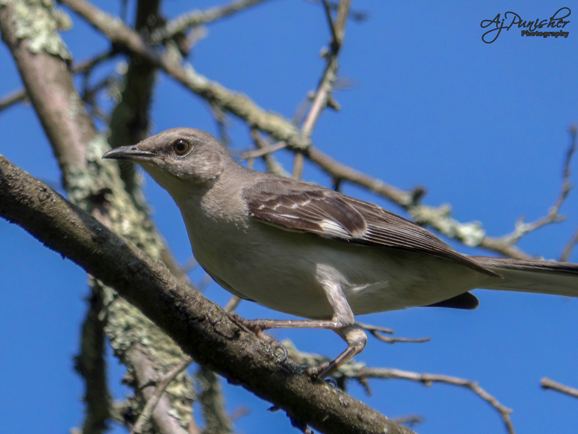 Mockingbird Spetch Mockingbird - 106 7642 by Ajpunisher on DeviantArt