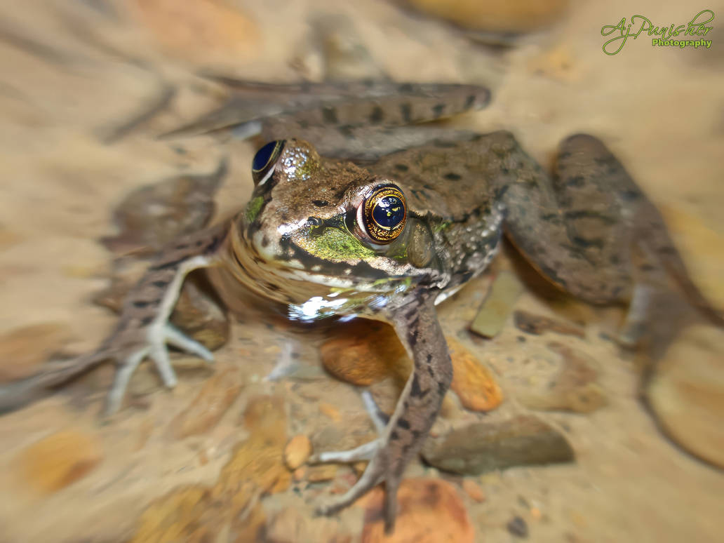 Ribbit - 107 2047 by Ajpunisher on DeviantArt
