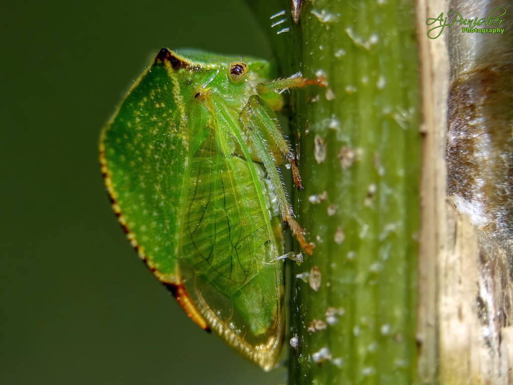 Buffalo Treehopper - 107 4637 by Ajpunisher on DeviantArt