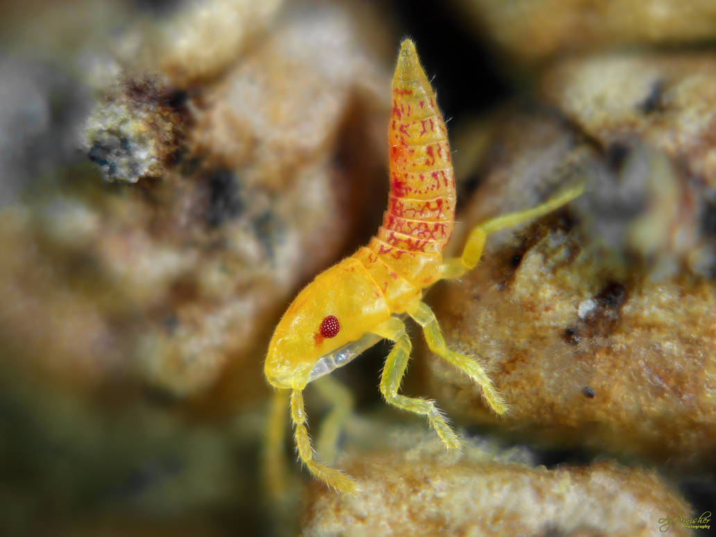 Aniniit Insect Tiny Insect, Huge Attitude - 100 1544 by Ajpunisher on DeviantArt