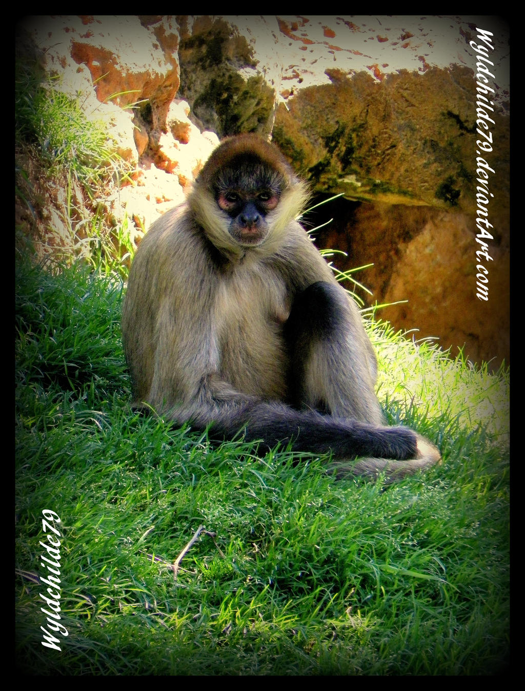 Spider Monkey Deviantart Spider Monkey 2 by Wyldchilde79 on DeviantArt