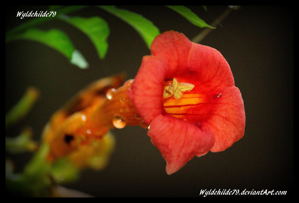 Random Flower 2 by Wyldchilde79 on DeviantArt