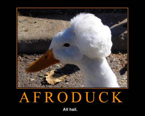 AfroDuck