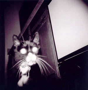 Holga cat 120