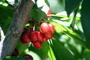 Bundle of cherries