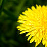 The Dandelion