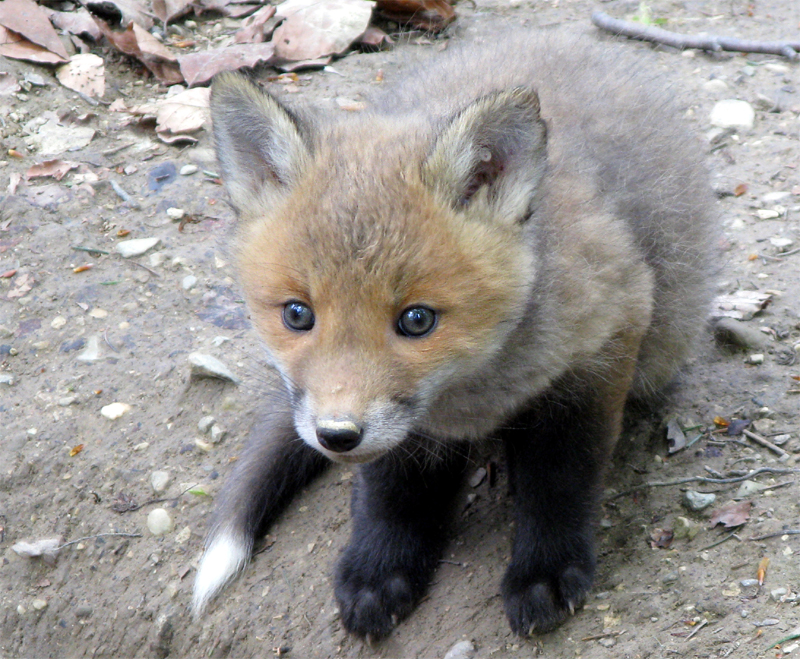 Young fox I