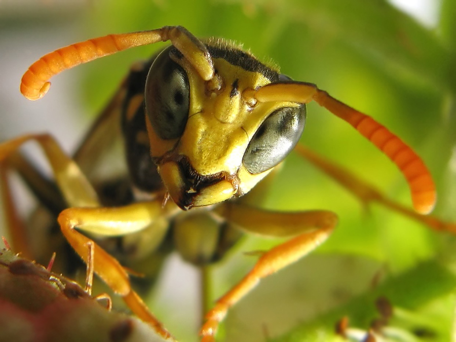 Polistinae, paper wasp