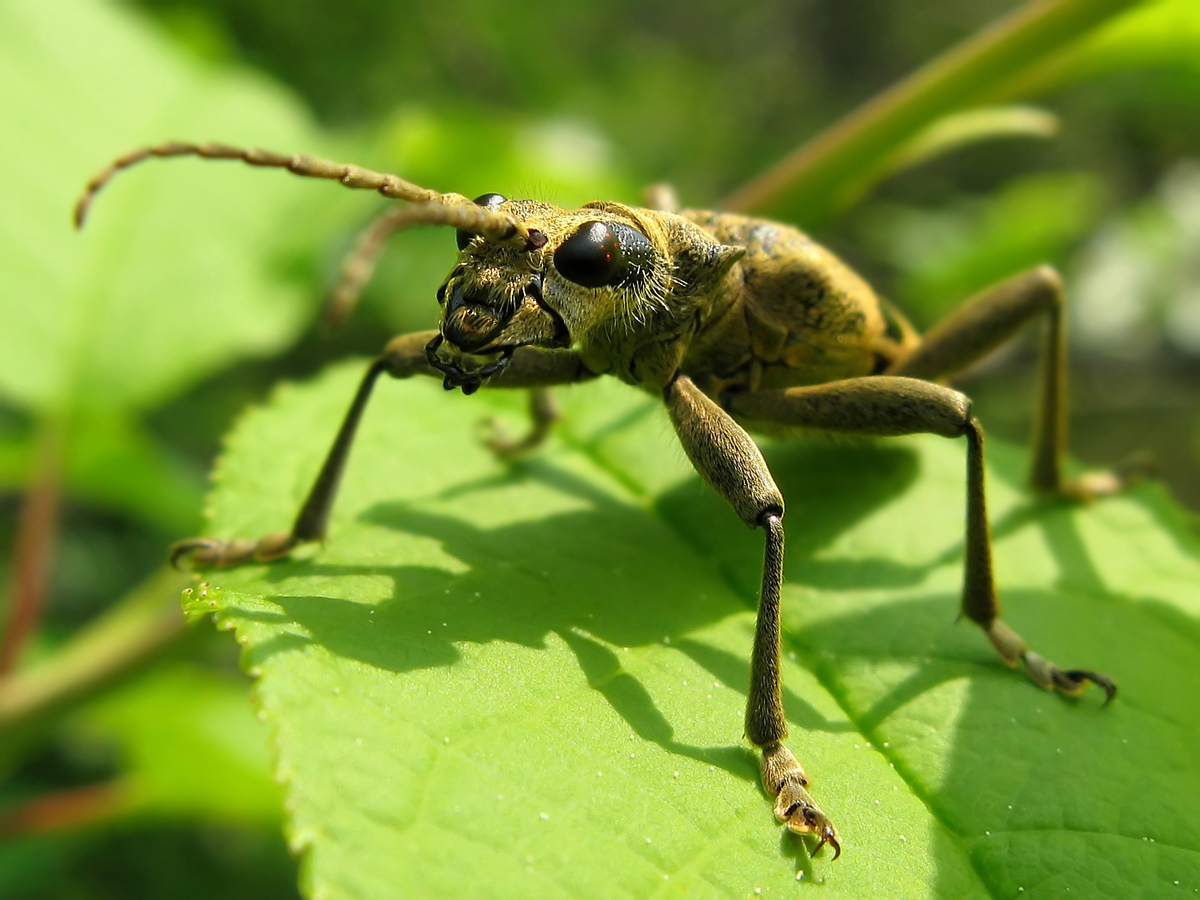 Rhagium mordax III