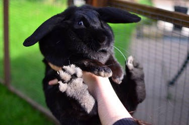 Ebony Bunny