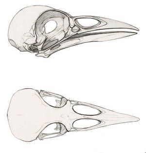 Blue jay skull