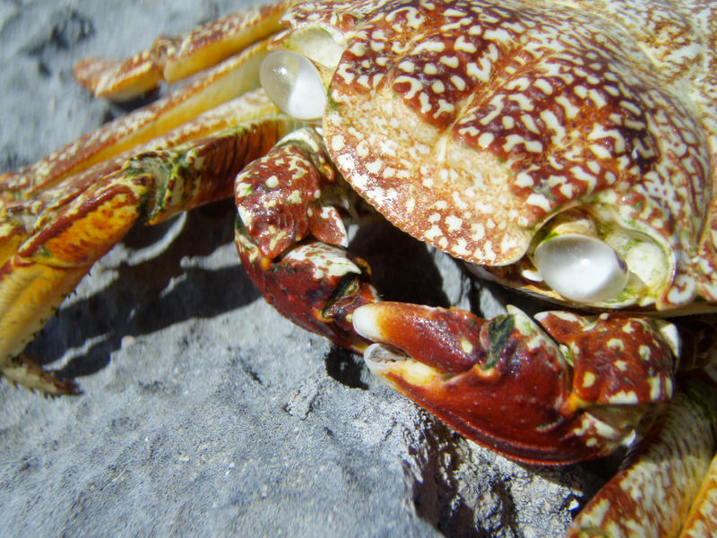 desiccated crab