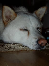 sleeping jindo