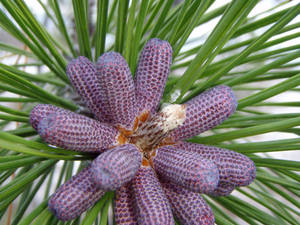 pine cones