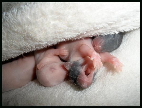 Baby rat yawn