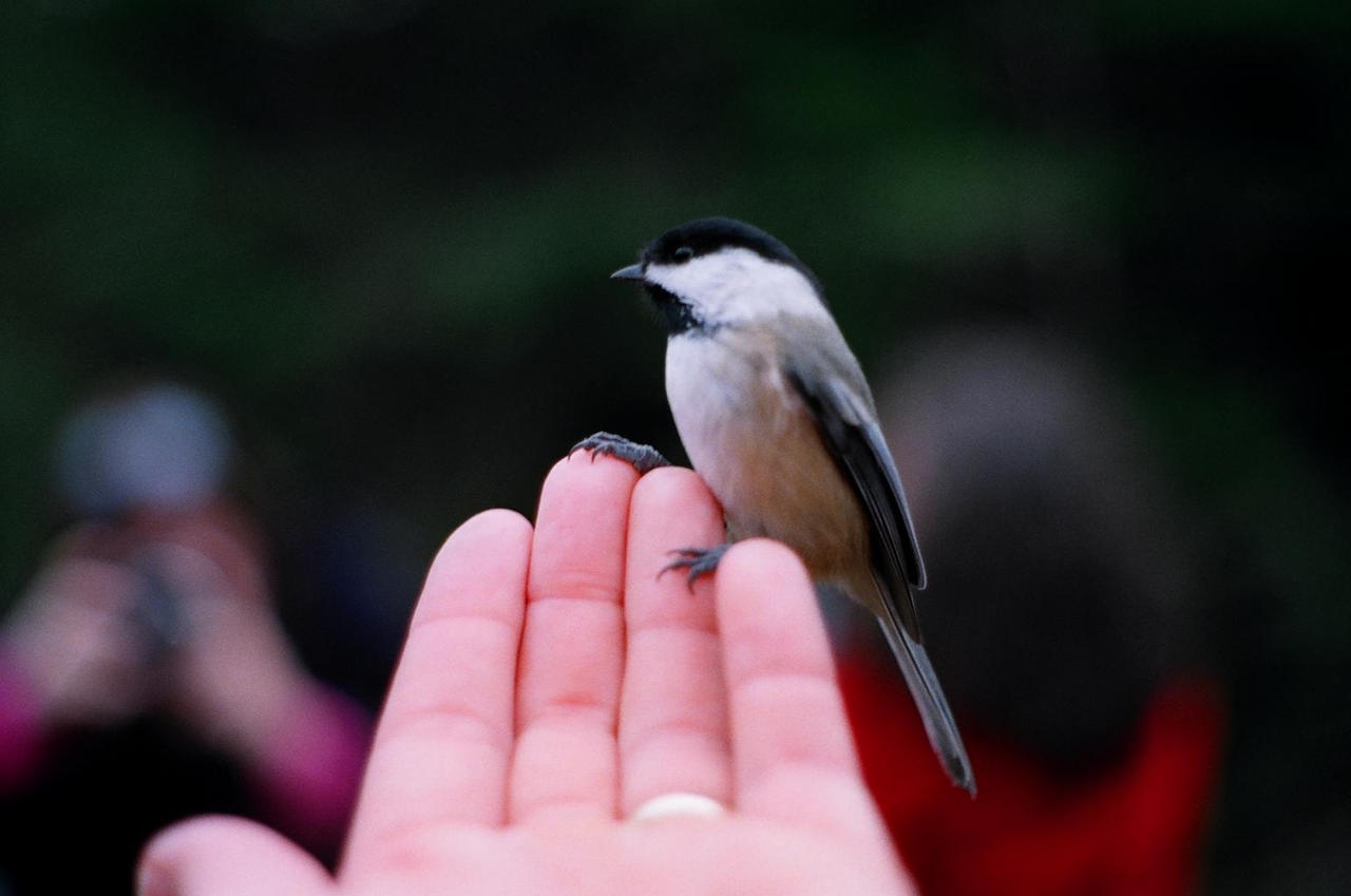 Chickadee dee dee dee