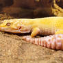 aptor leopard gecko adult