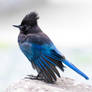 Stellers jay in tofino