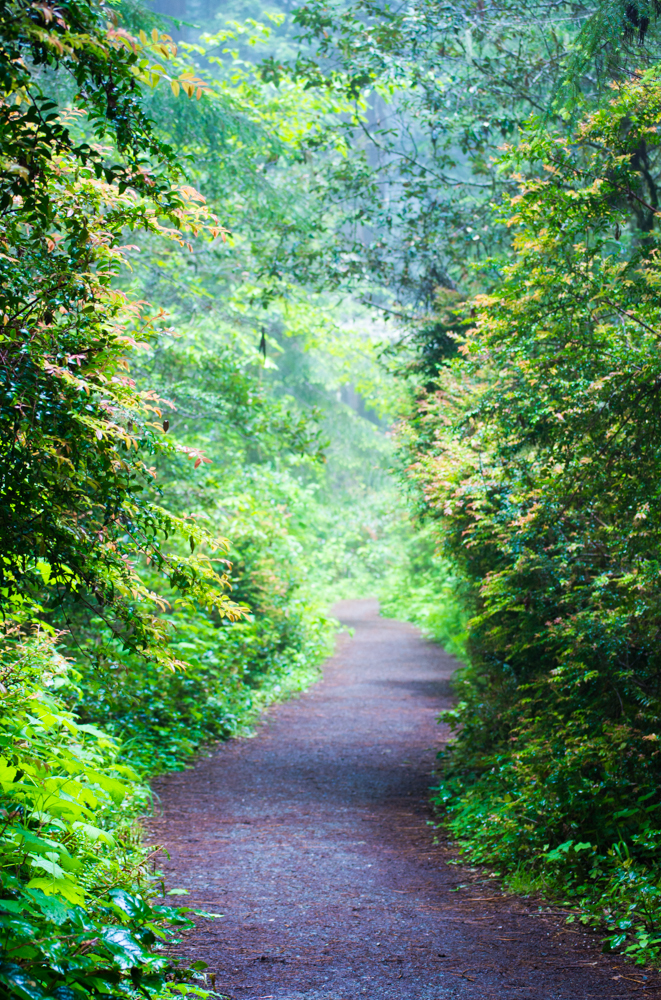 path through the woods