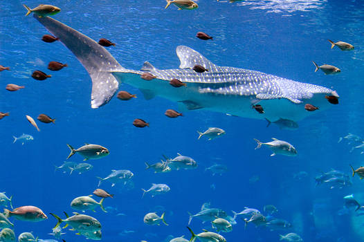 Whale shark