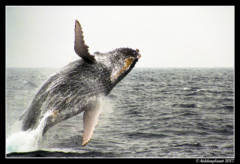Humpback dance by Hiddenplanet