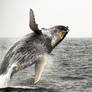 Humpback dance