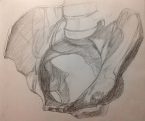 Anatomy I: Hipbone