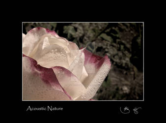 Acoustic Nature
