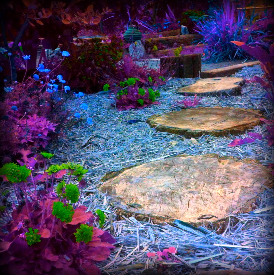 Magical Garden - Wonderland Series - 1 by Geewiz593 on DeviantArt