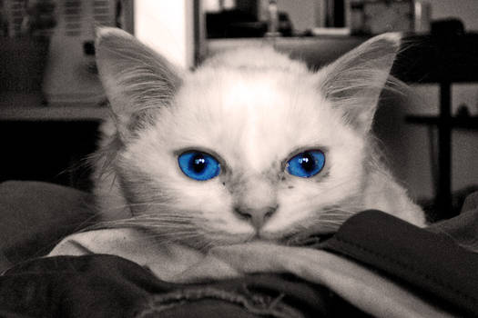 Blue eyes 2