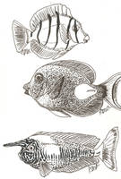 Acanthuridae Species Study