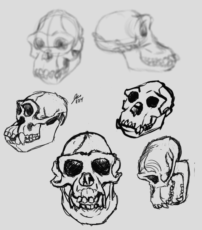 chimpSkullStudies2