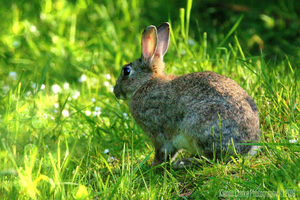Nrown Rabbit Common Brown Rabbit by ImageWonder on DeviantArt