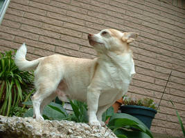 Chihuahua Family Patriarch