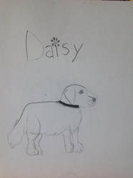 My dog Daisy