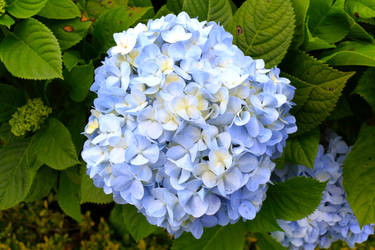 Hydrangea