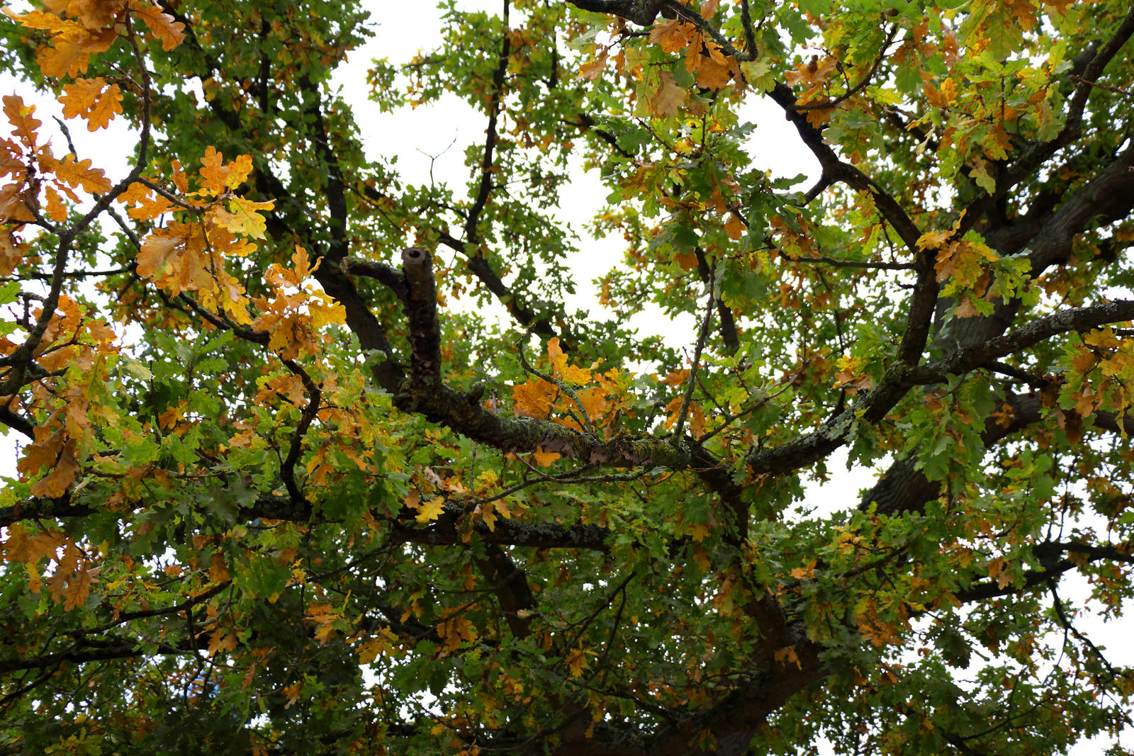 Yellow Green Tree