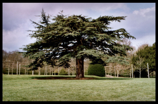 Cedar Tree 2