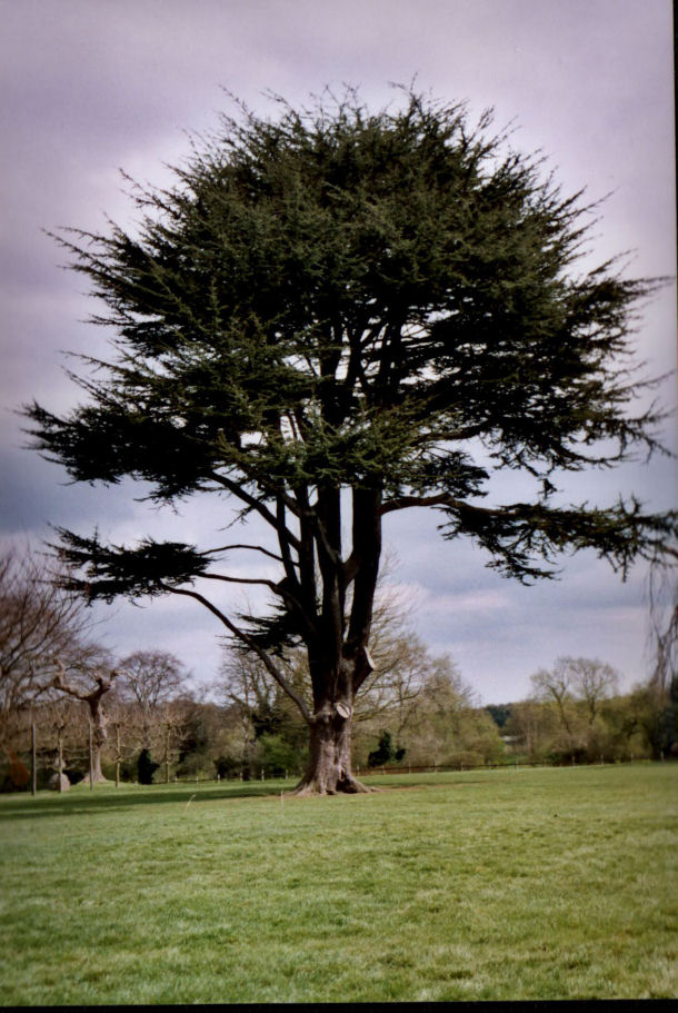 Cedar Tree 3