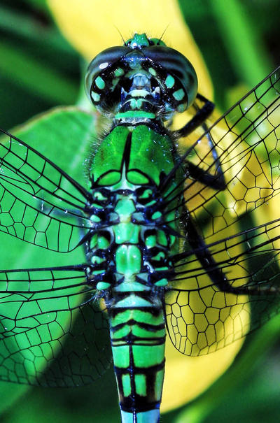 Dragon Fly