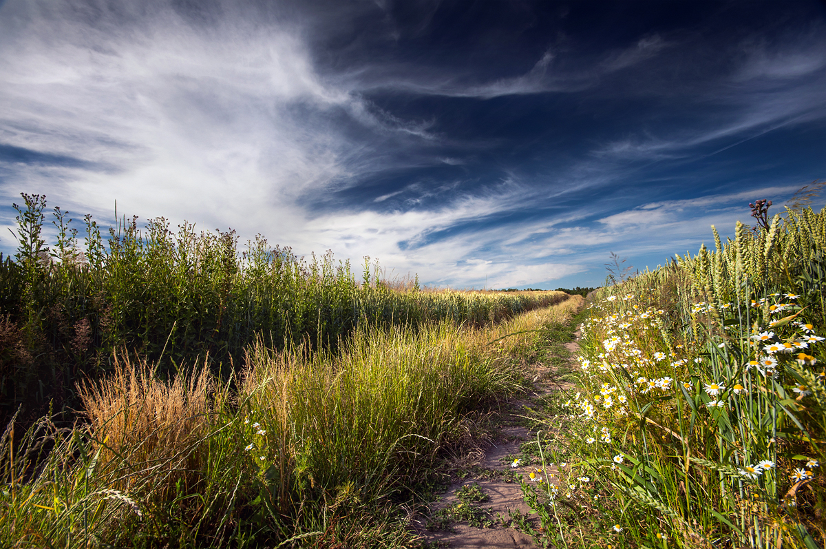 Lush Road