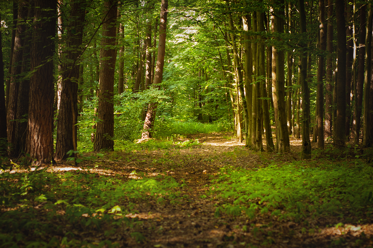 Forest Pathway