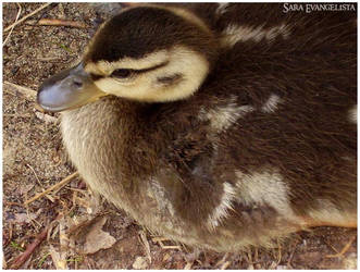 Duckling 1