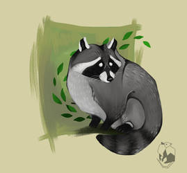 raccoon