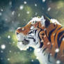 Snow tiger