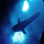 Whale Shark