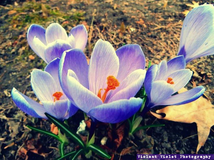 Twilight crocus' by Rainbow-Shortcake on DeviantArt